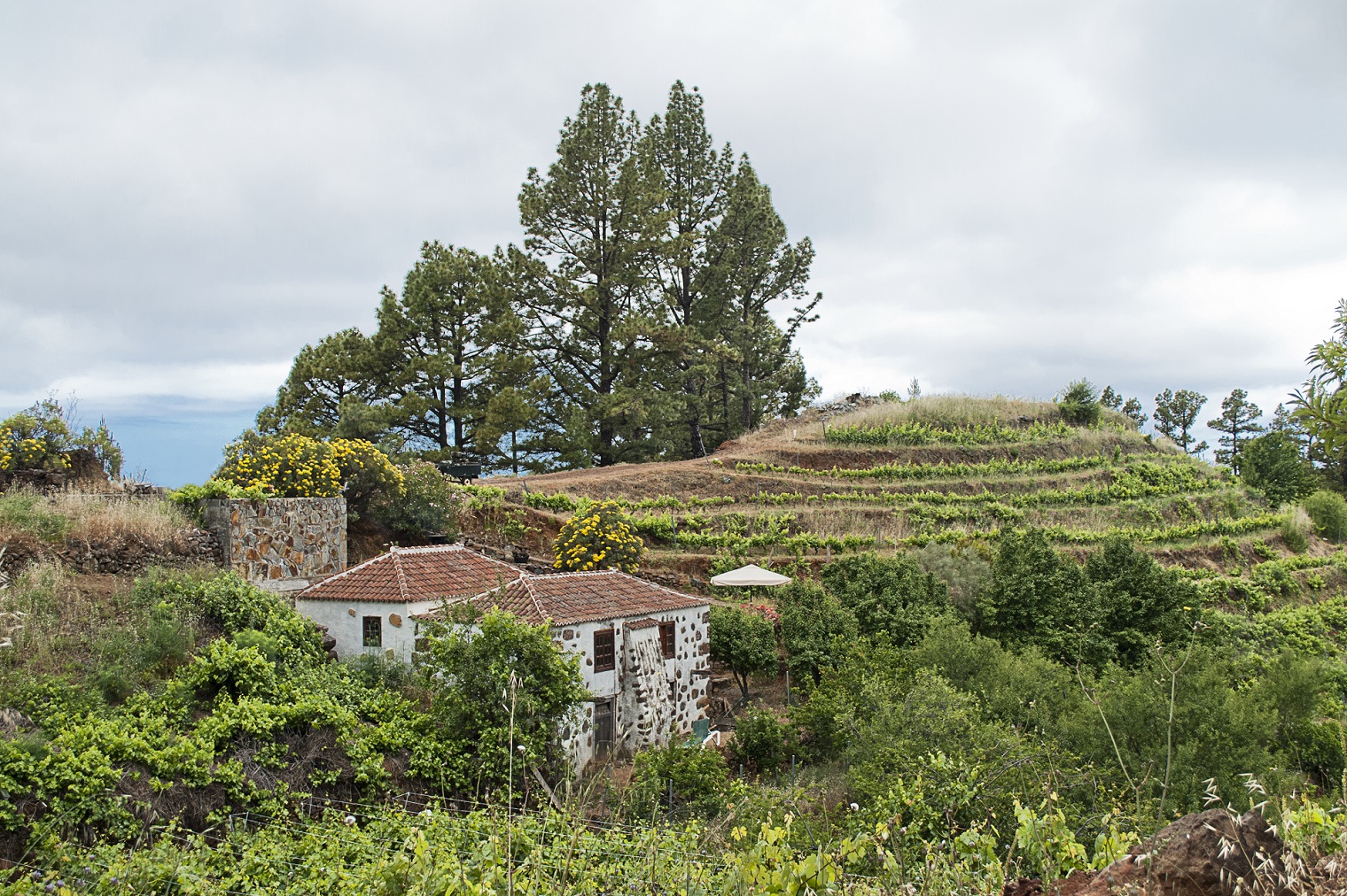 GArafia