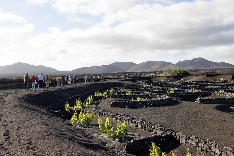 El enoturismo de las Islas Canarias aumenta su alcance y se consolida, pero la gestión profesional sigue siendo un reto
