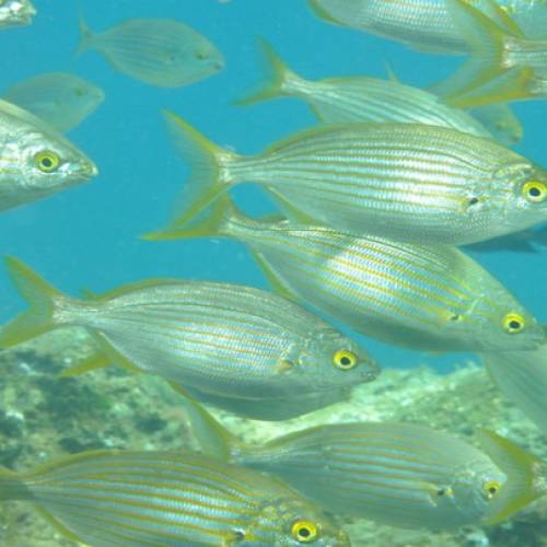 Marine Zoology: Atlanto-Mediterranean Diversity