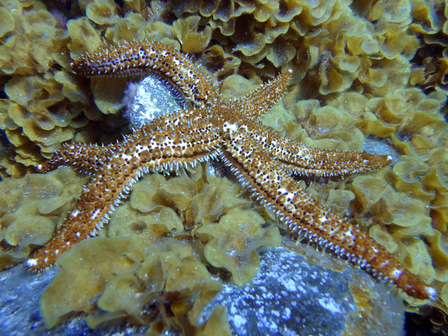 ADAPTIVE: how marine invertebrates will adapt to future environmental