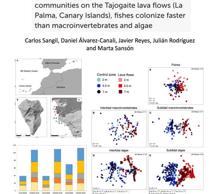 Primary ecological succession of marine communities on the Tajogaite lava flows