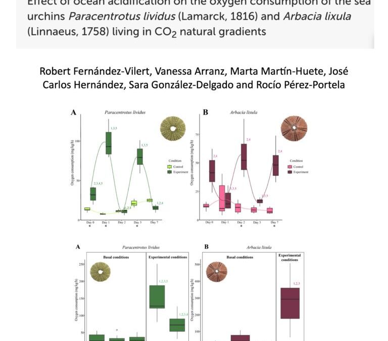 Effect of ocean acidification on the oxygen consumption of the sea urchins